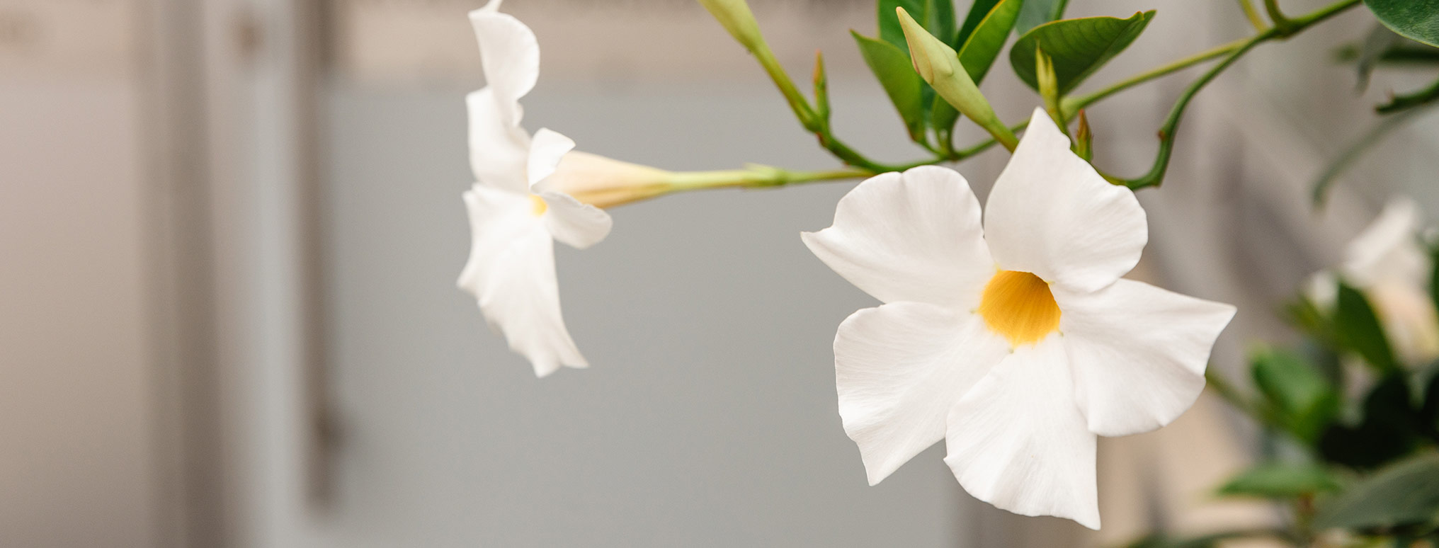 Nahaufnahme einer weißen Blume mit gelber Mitte, als Symbol für Erinnerung, Trost und Vergänglichkeit.